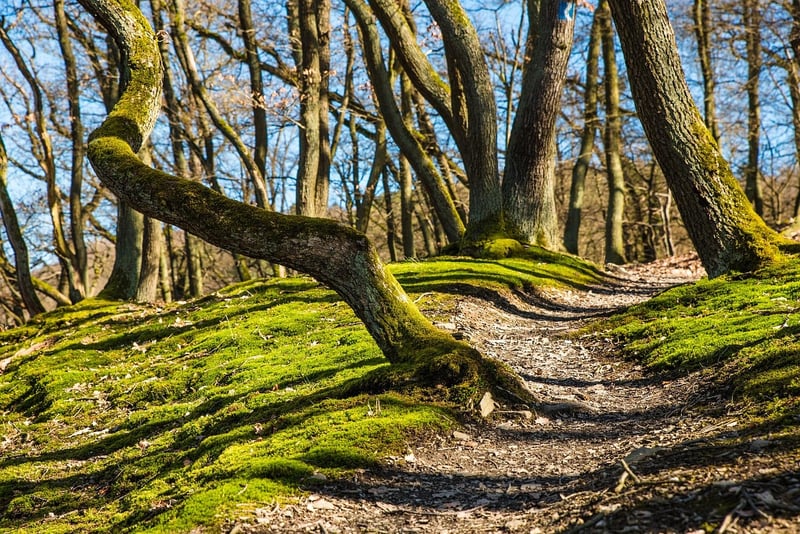 Forest Trails